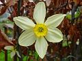 2009-0409-Daffodil-1325-12,6C